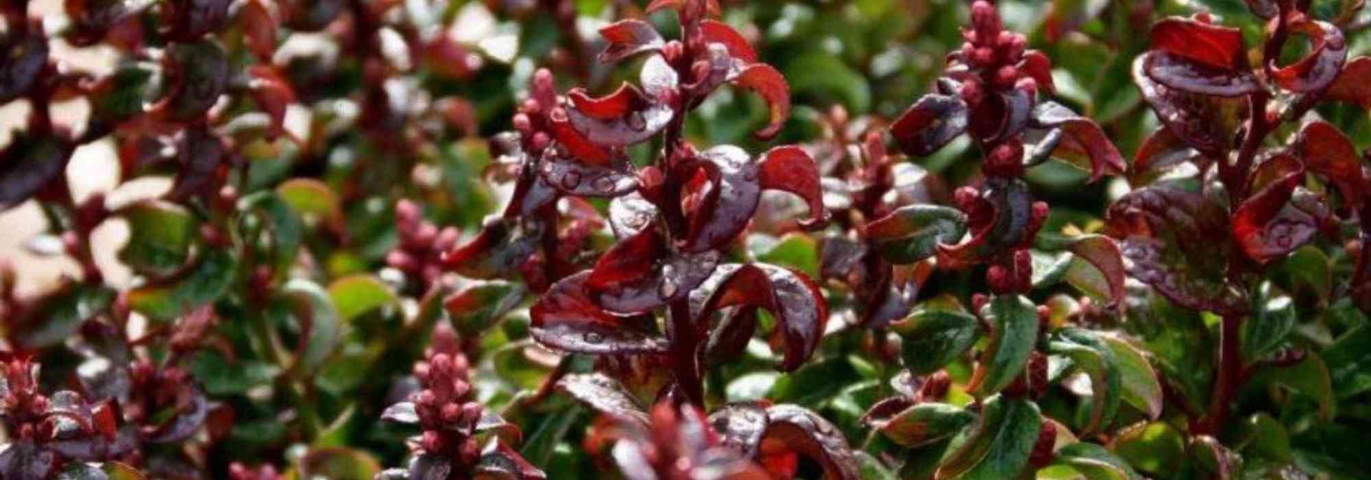 8 arbustos anões para cultivar em vaso numa varanda a norte
