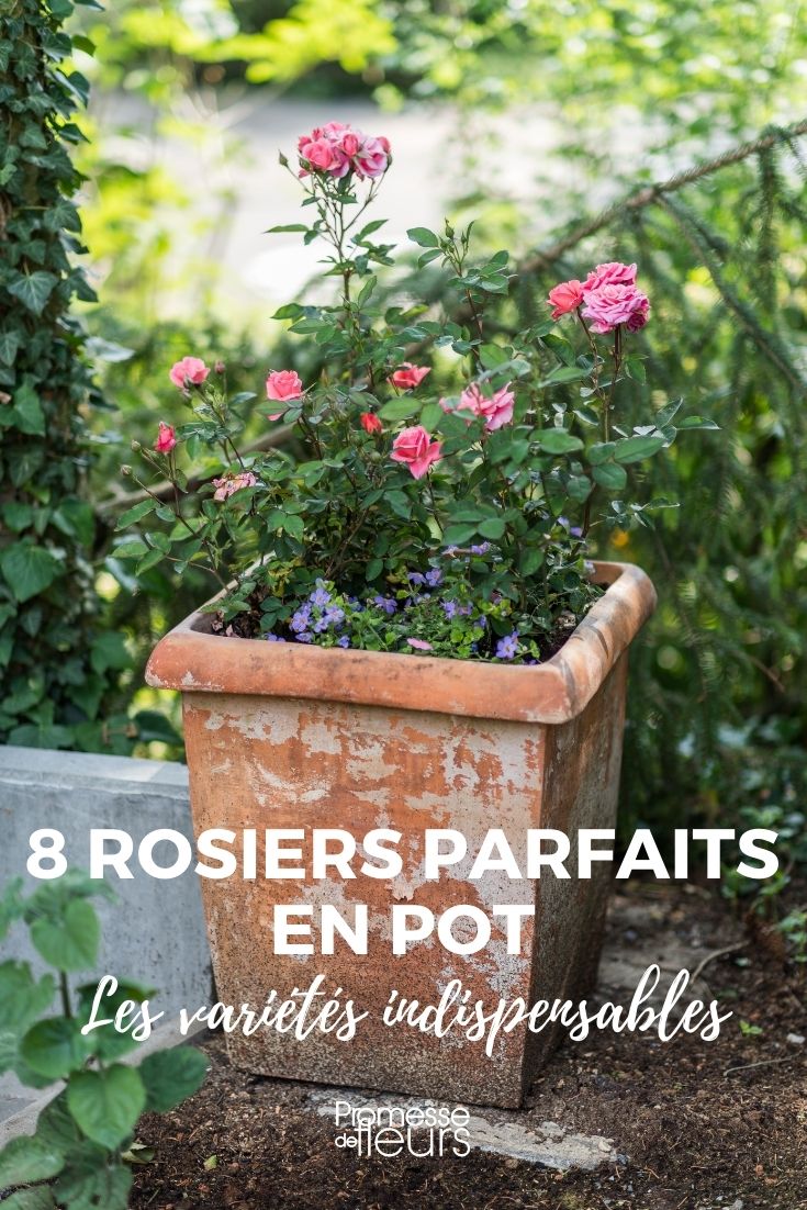 8 roseiras para cultivar em vaso