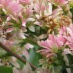 9 arbustos com floração outonal