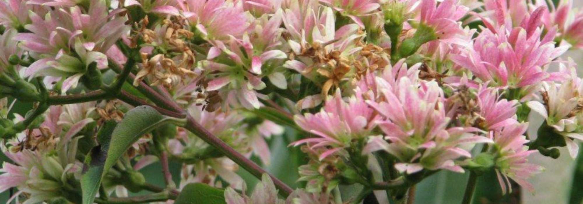 9 arbustos com floração outonal