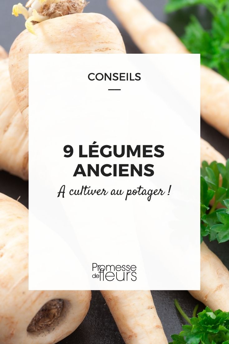 A nossa seleção de legumes antigos