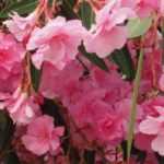 9 arbustos de flores cor-de-rosa que não podem faltar no jardim