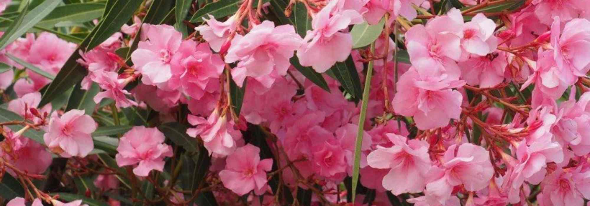 9 arbustos de flores cor-de-rosa que não podem faltar no jardim