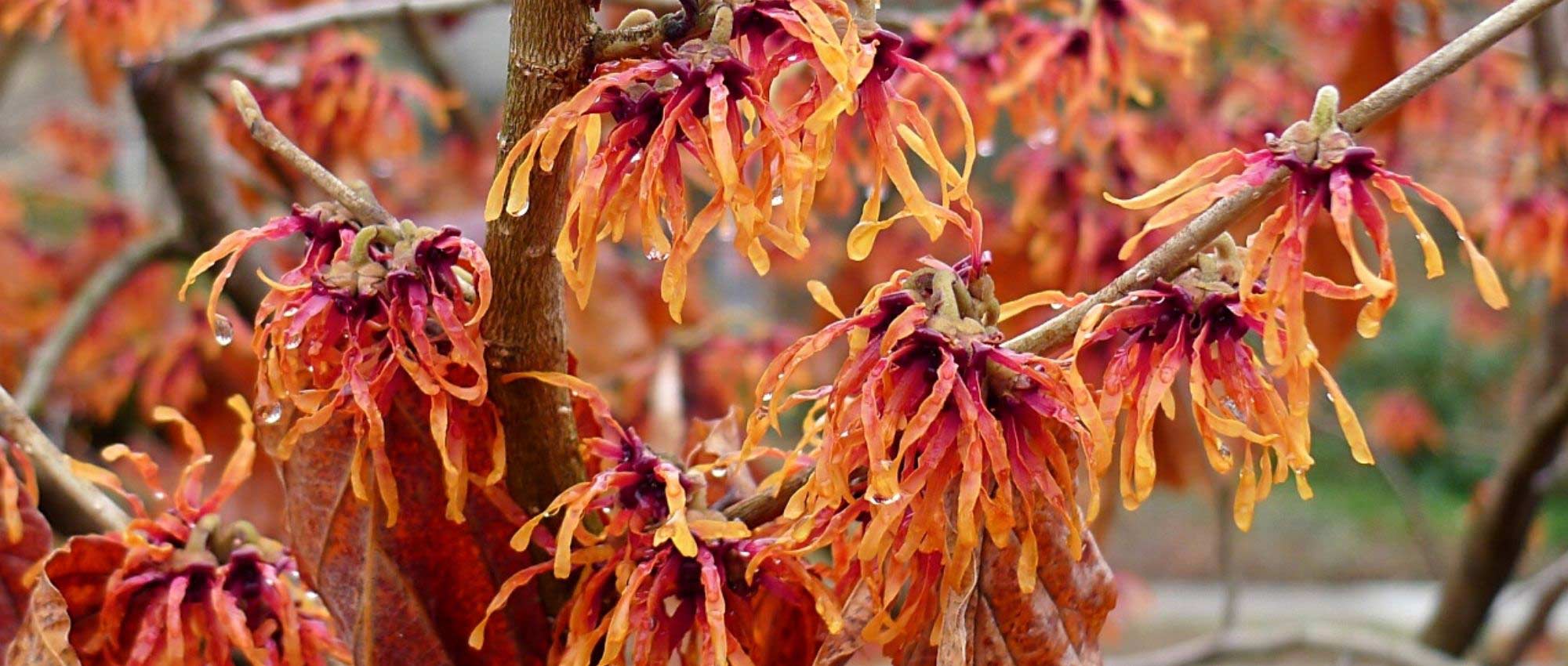 8 arbustos de flores laranja que não podem faltar no jardim