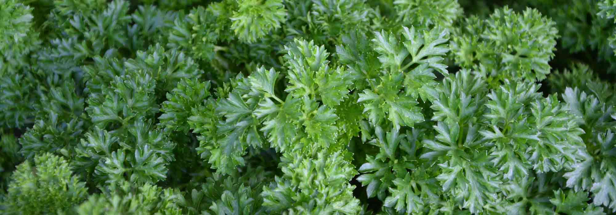 7 plantas aromáticas para a sombra