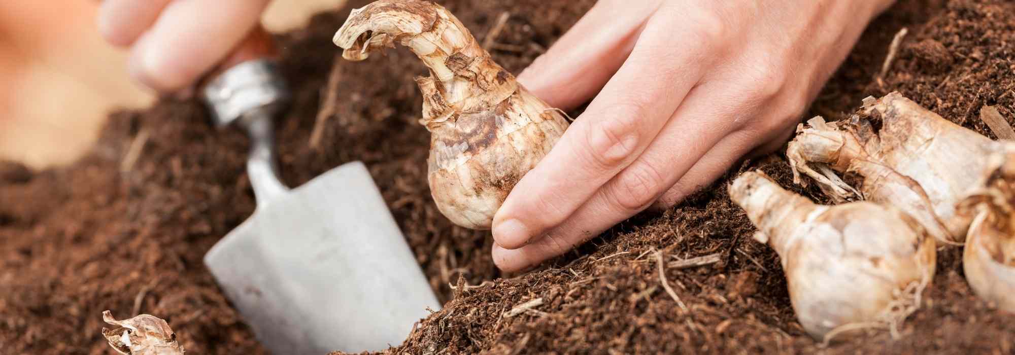 Plantação de bolbos: que ferramentas escolher?