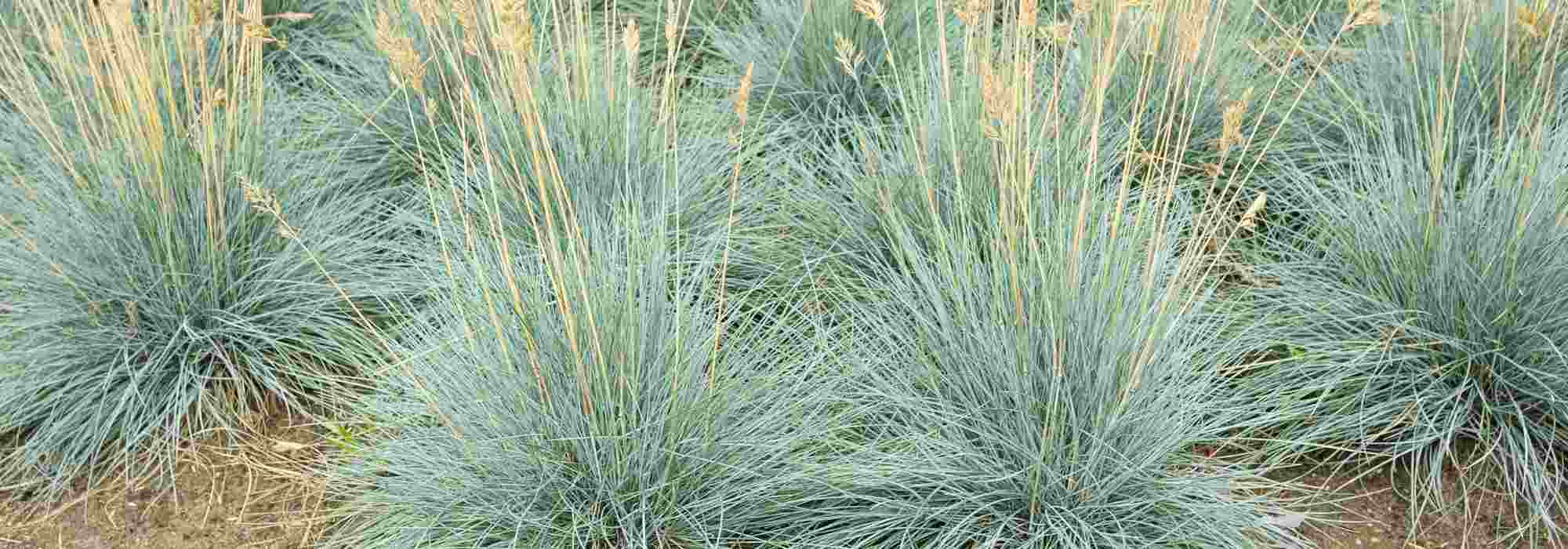 Festuca: plantação, manutenção