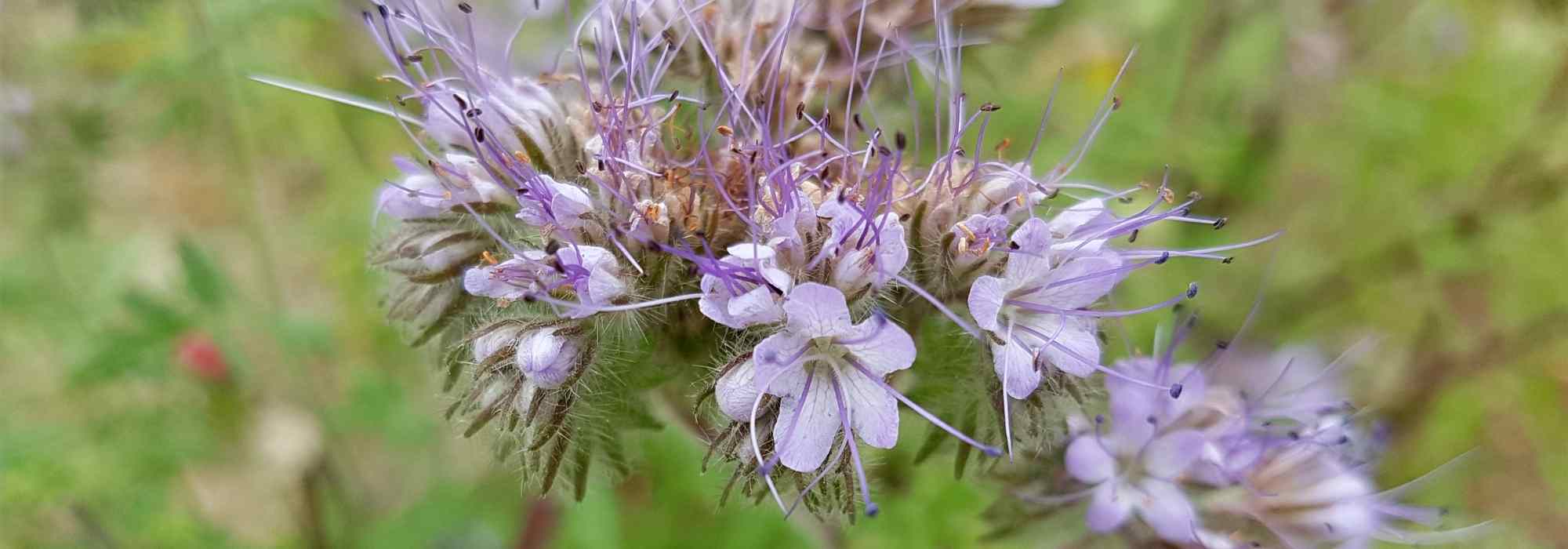 Facélia: semear, cultivar