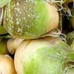O nabo-sueco: sementeira, cultivo, colheita