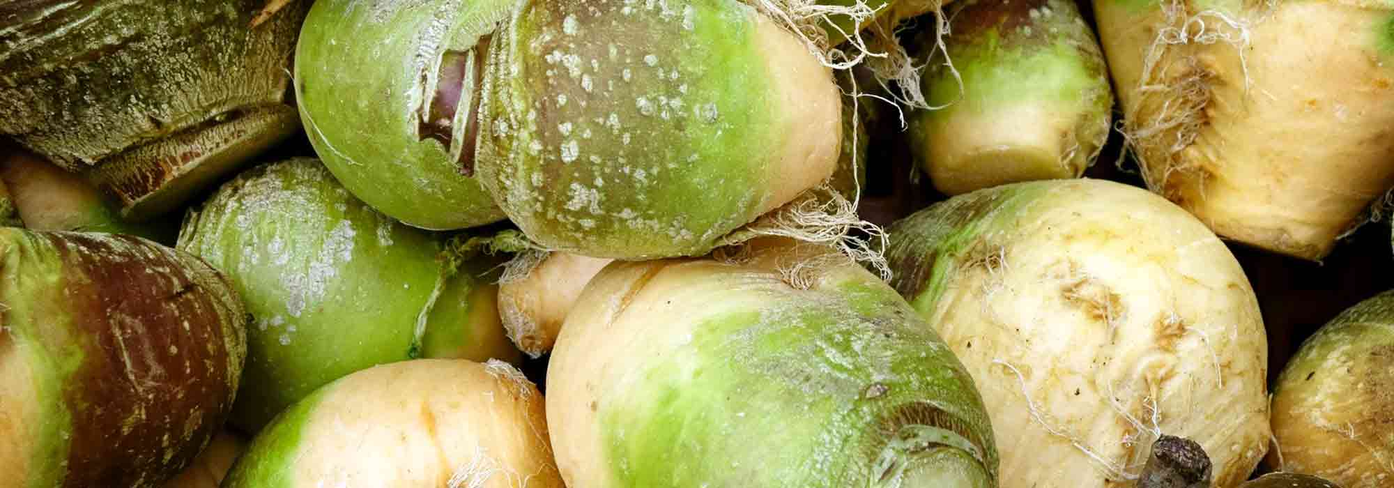 O nabo-sueco: sementeira, cultivo, colheita