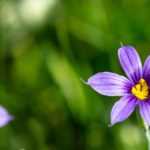 Sisyrinchium, Bermudiana: plantar, cultivar e cuidar