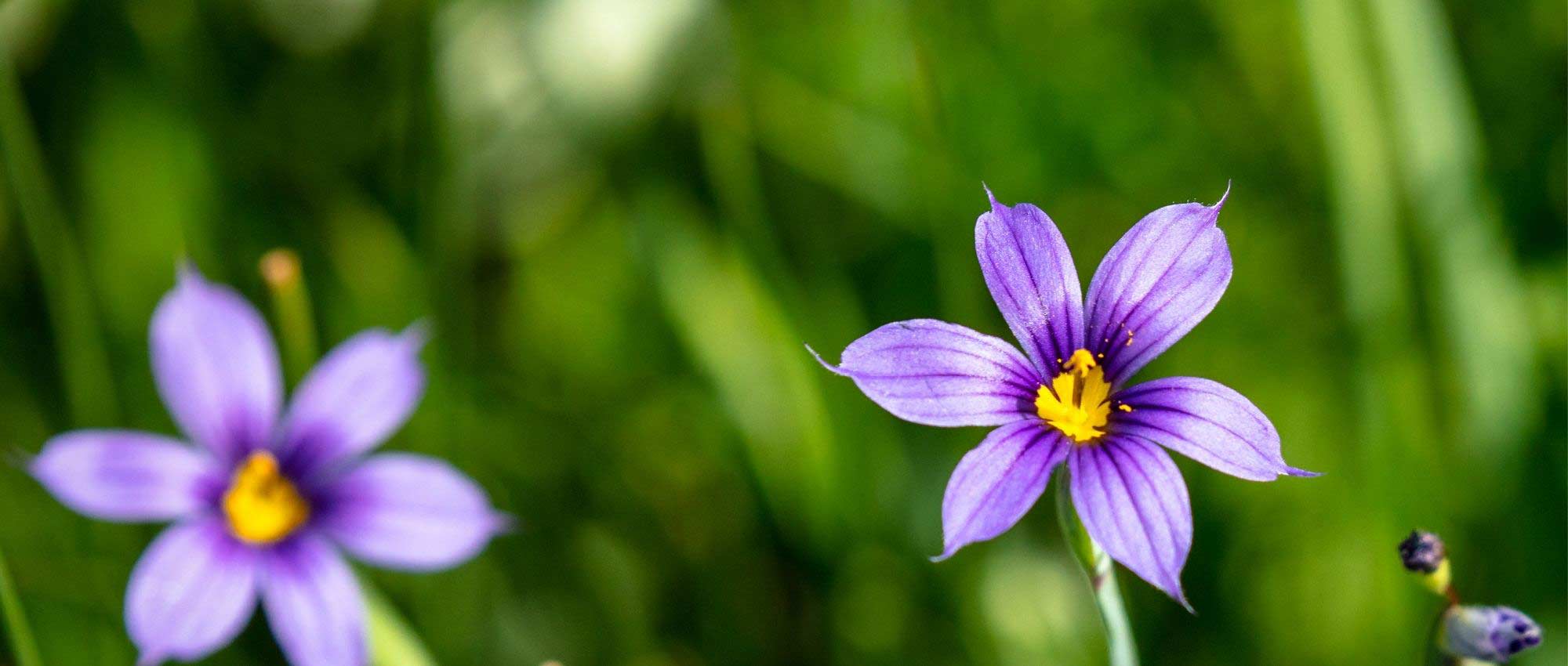 Sisyrinchium, Bermudiana: plantar, cultivar e cuidar