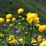 Trollius : plantar, cultivar e cuidar