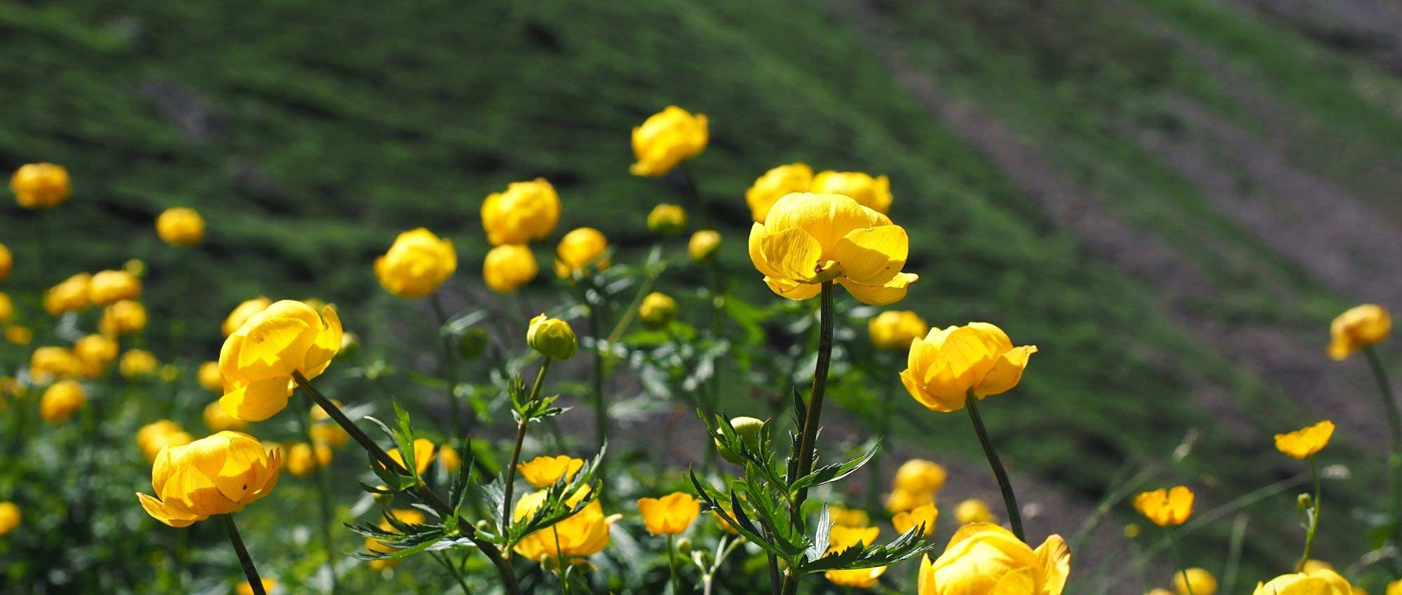 Trollius : plantar, cultivar e cuidar