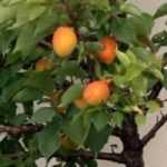 10 Árvores frutíferas anãs para cultivar em vaso