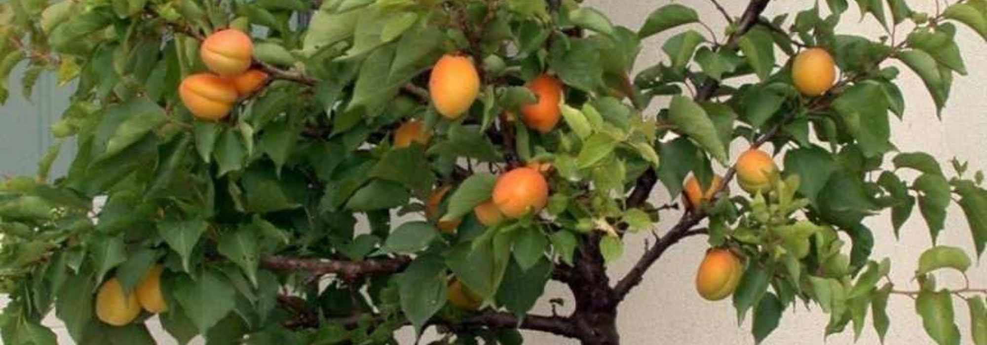 10 Árvores frutíferas anãs para cultivar em vaso