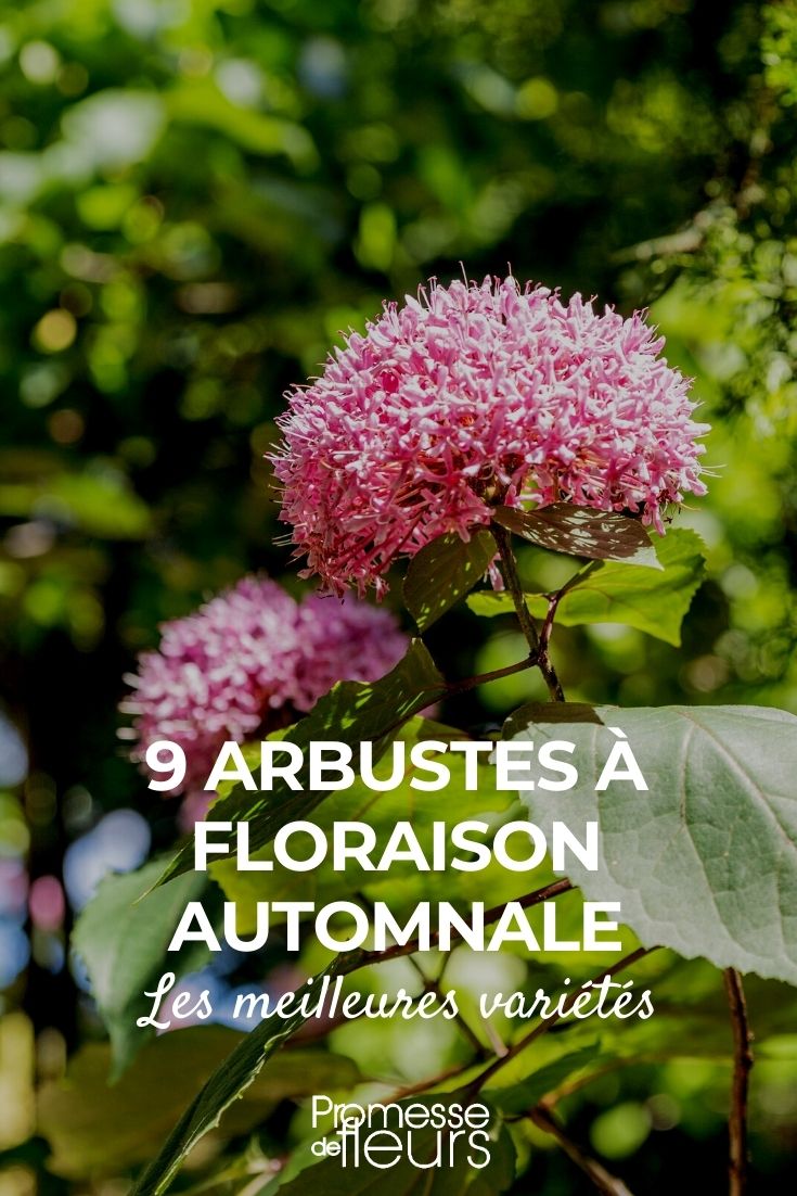9 arbustos com floração outonal