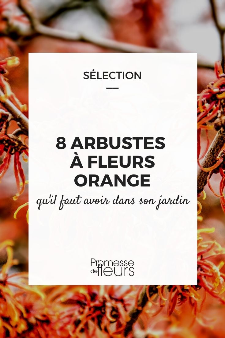 8 arbustos com flores cor de laranja