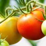 Como cultivar tomates em garrafas invertidas com sucesso? - Tutorial