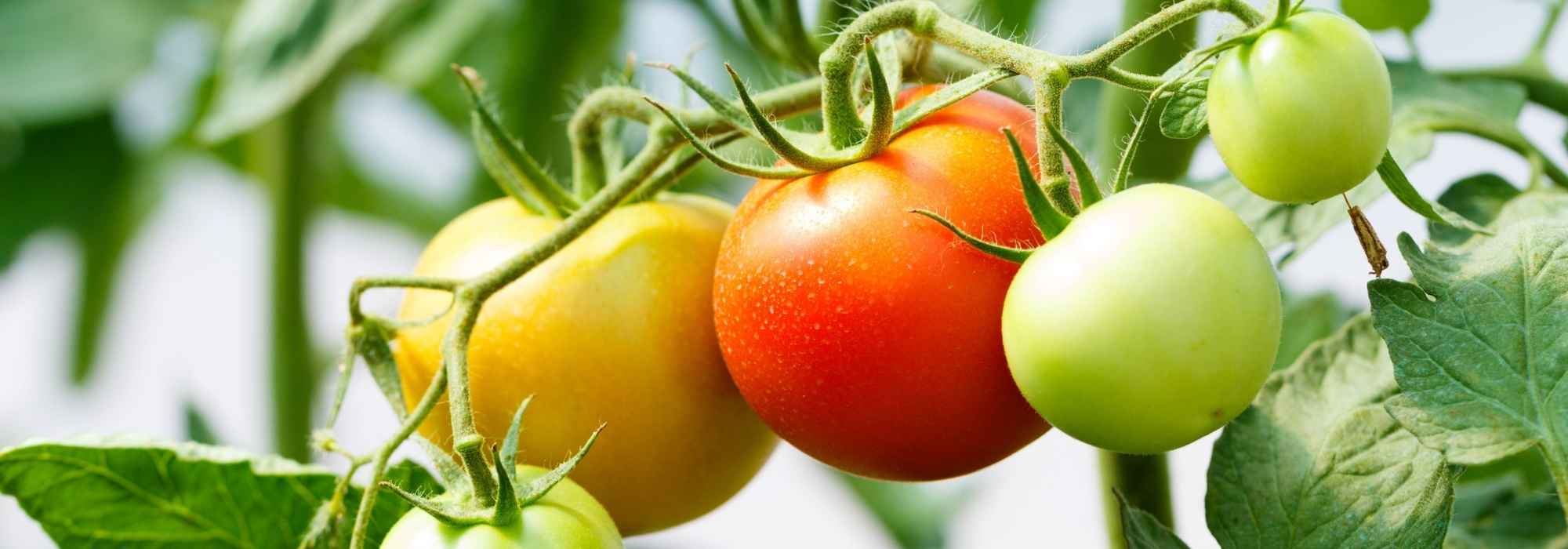 Como cultivar tomates em garrafas invertidas com sucesso? - Tutorial