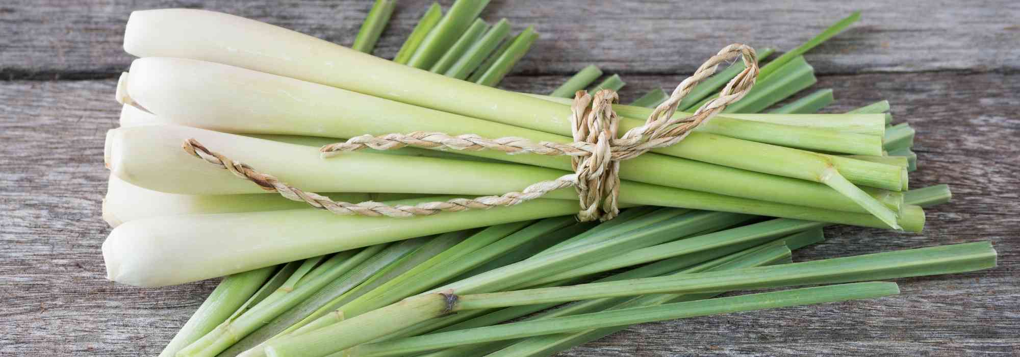 Cultivar a erva-príncipe em vaso