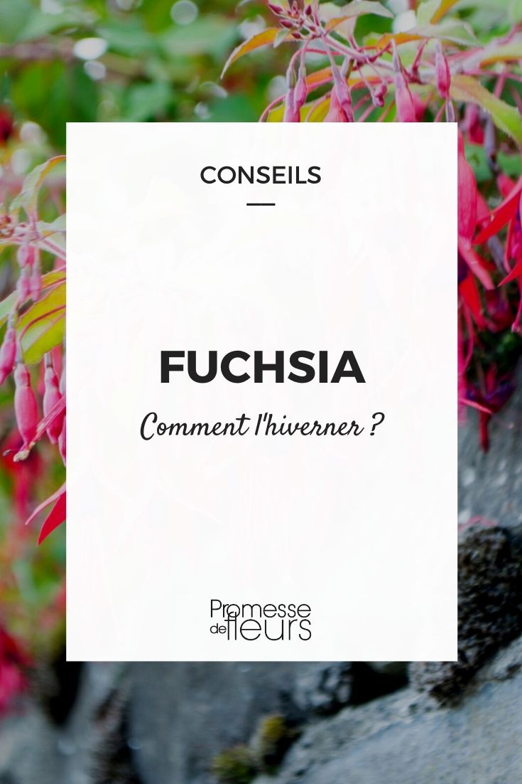 Como invernar uma fúcsia?