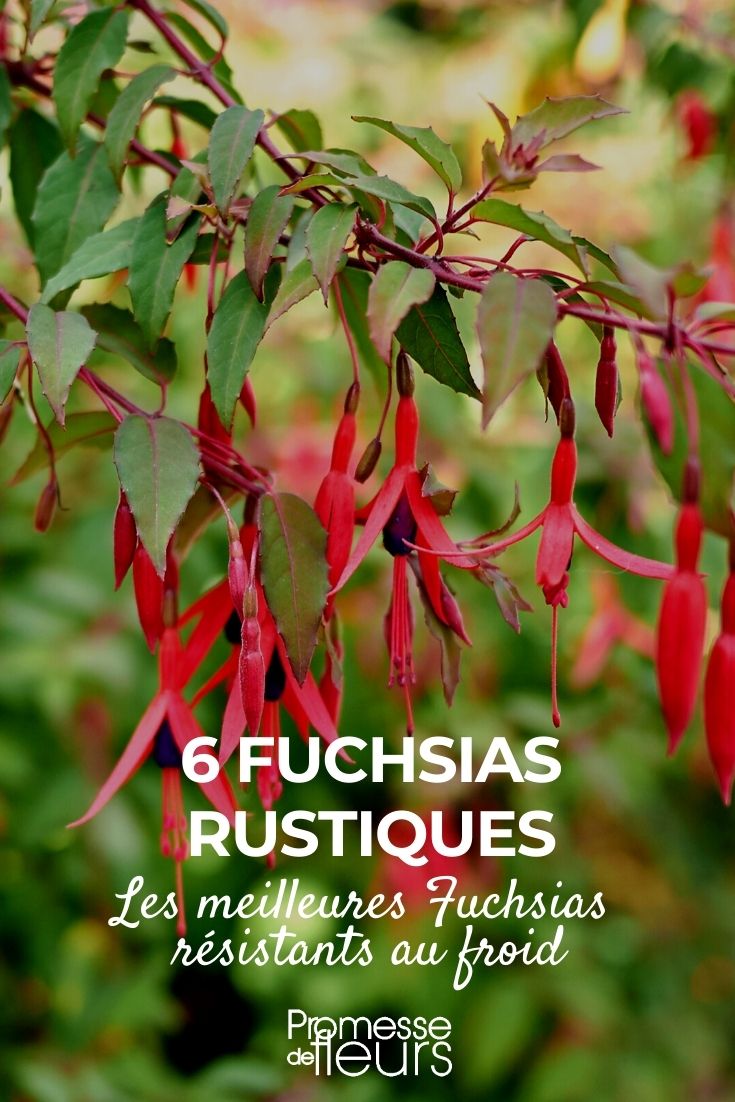 6 fúcsias rústicas