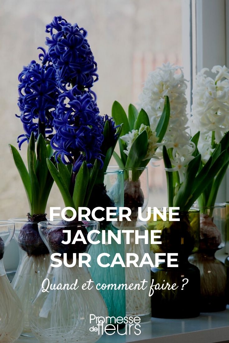 jacinto em garrafa, jacinto de interior como fazer crescer