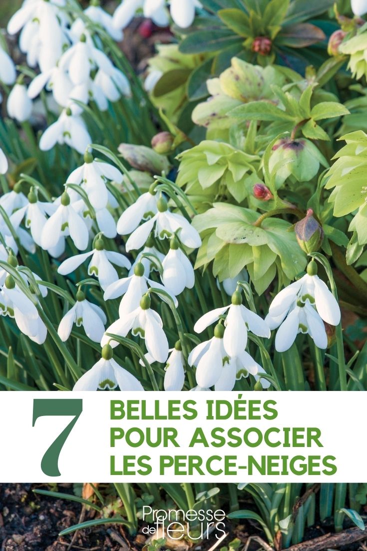 associar as campainhas-brancas