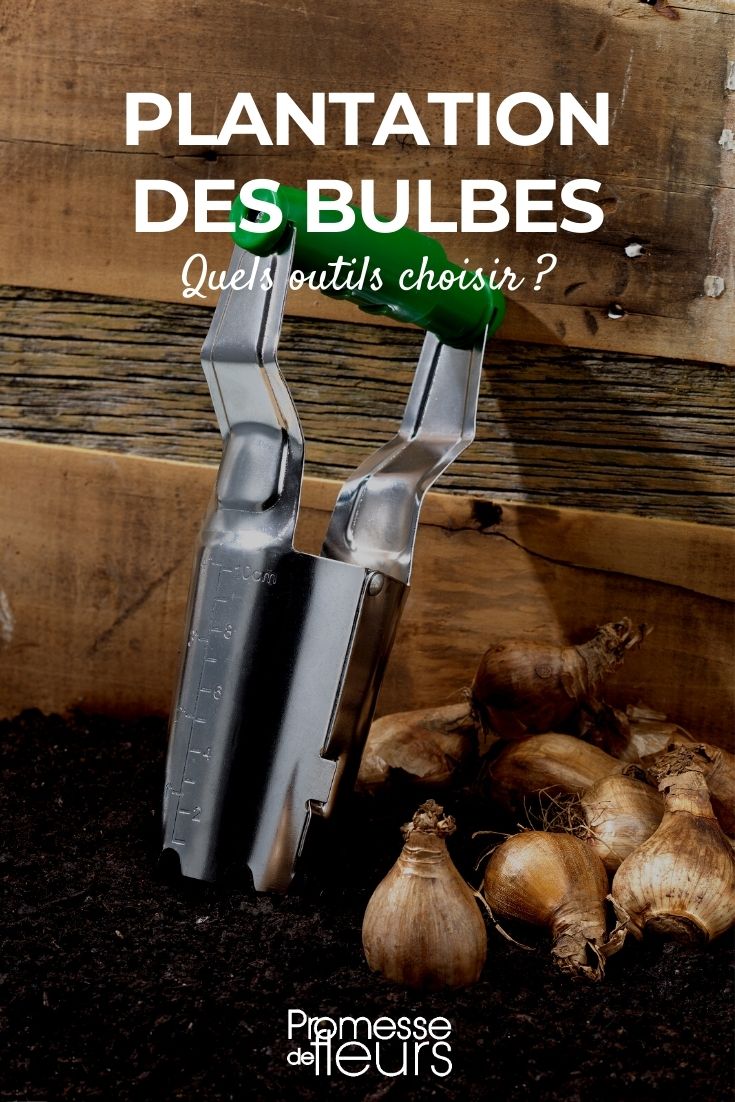 plantar bolbos