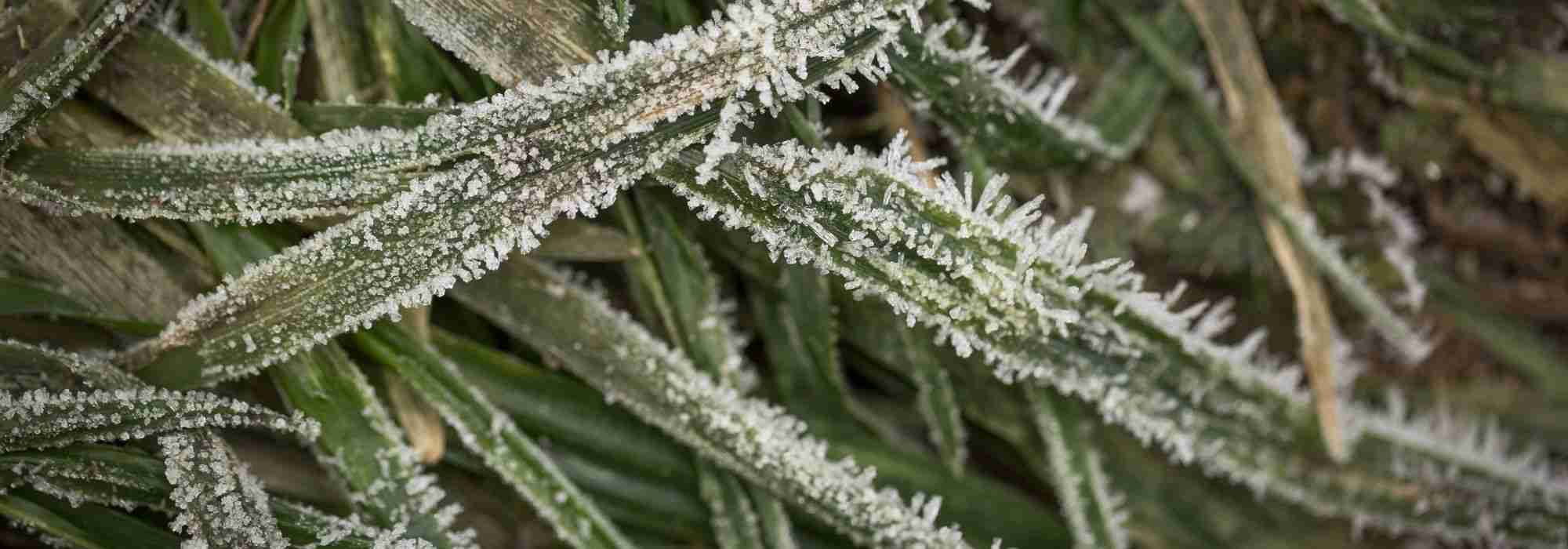Preparar o jardim para o inverno