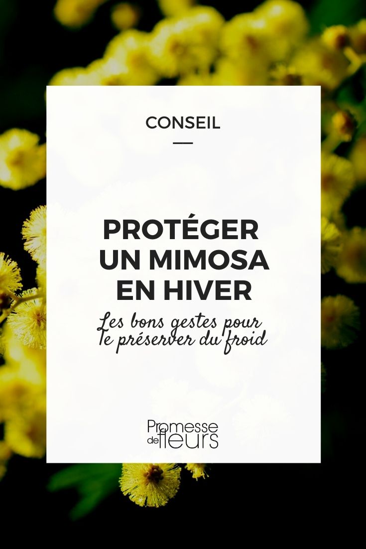 proteger uma acácia no inverno