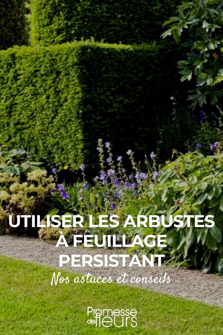 utilizar os arbustos de folhagem persistente
