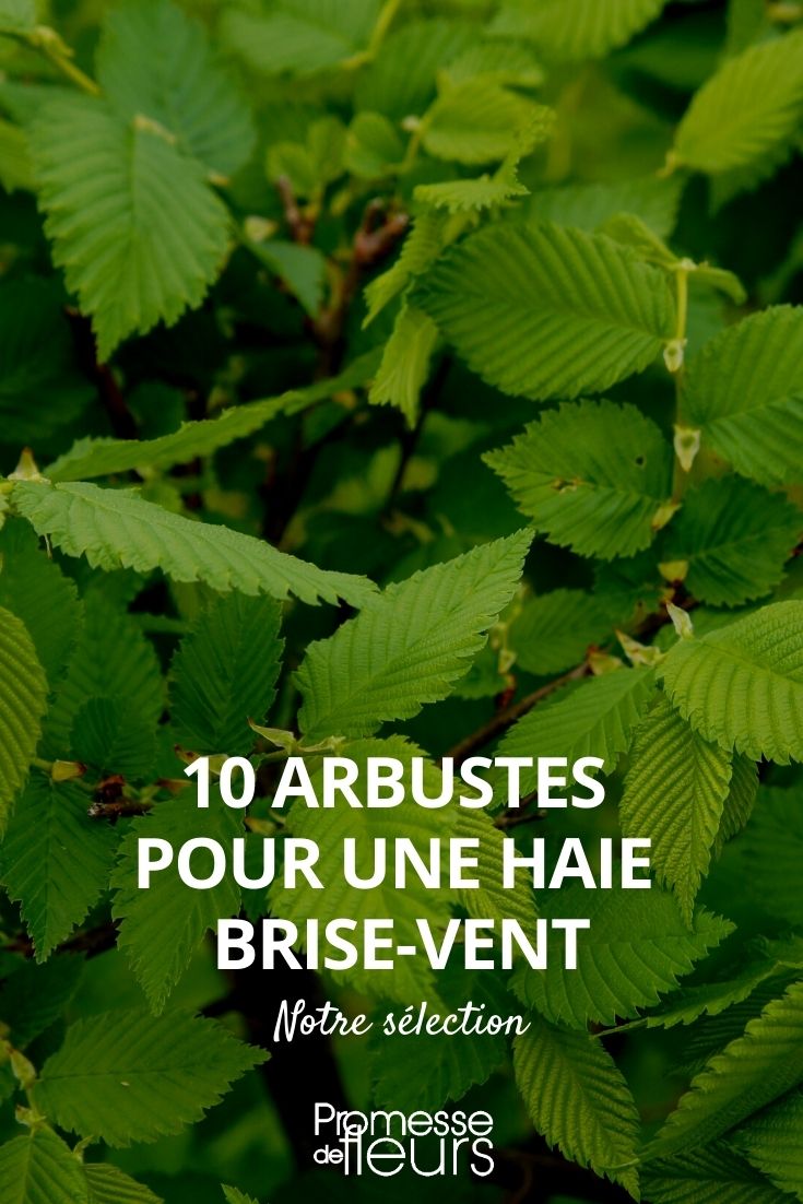 10 arbustos para uma sebe corta-vento