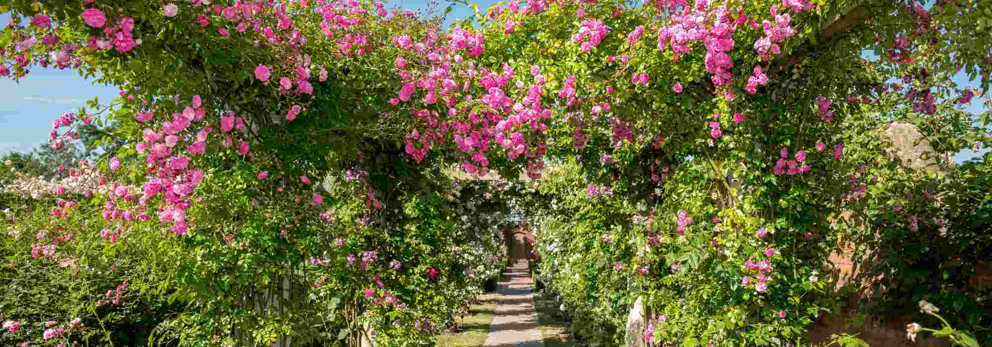10 roseiras para pérgola