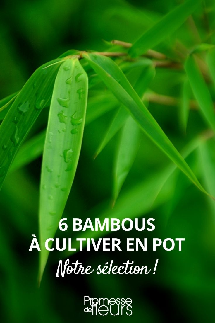 As melhores variedades de bambus de sebe para vaso