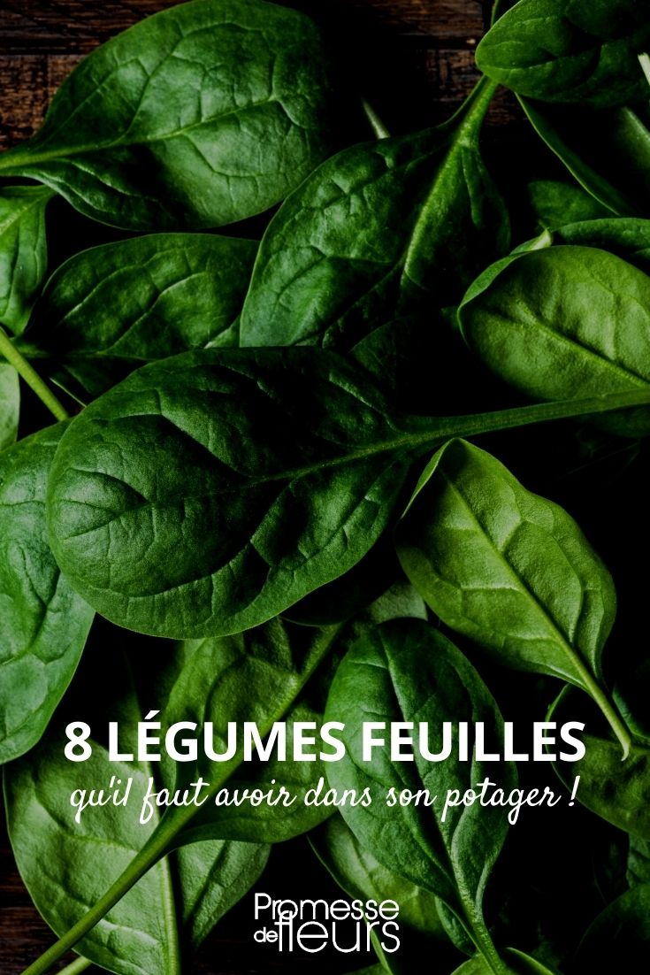8 legumes de folha