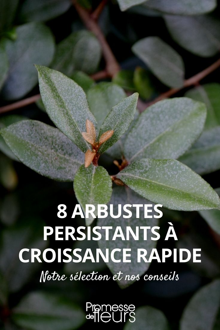 8 arbustos persistentes que crescem rapidamente