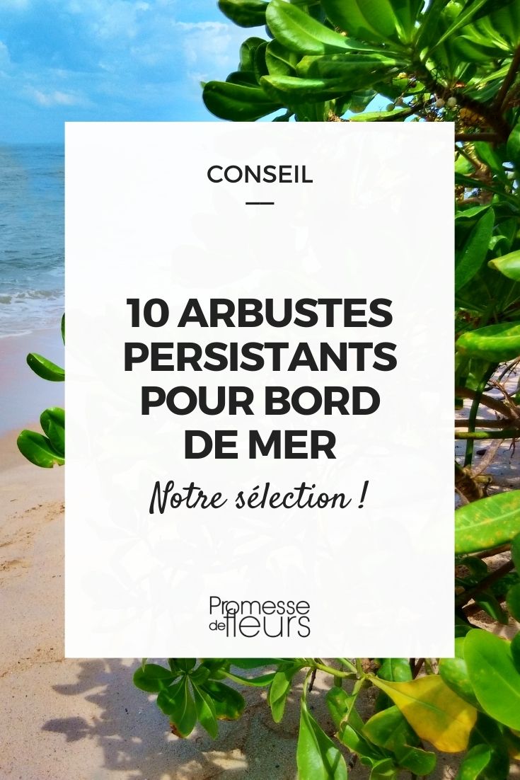 Litoral: 10 arbustos persistentes adaptados