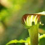 Planta-cobra: plantar, cultivar e cuidar