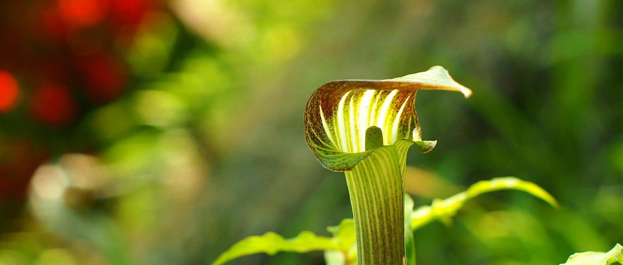 Planta-cobra: plantar, cultivar e cuidar
