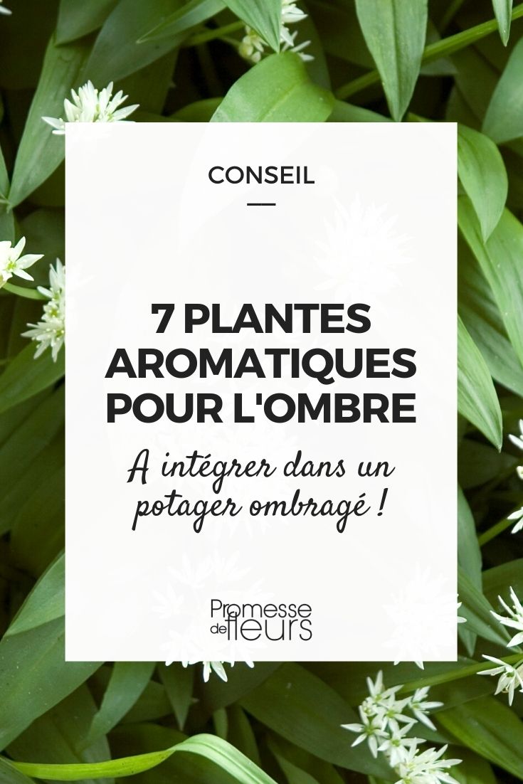 Plantas aromáticas para a sombra