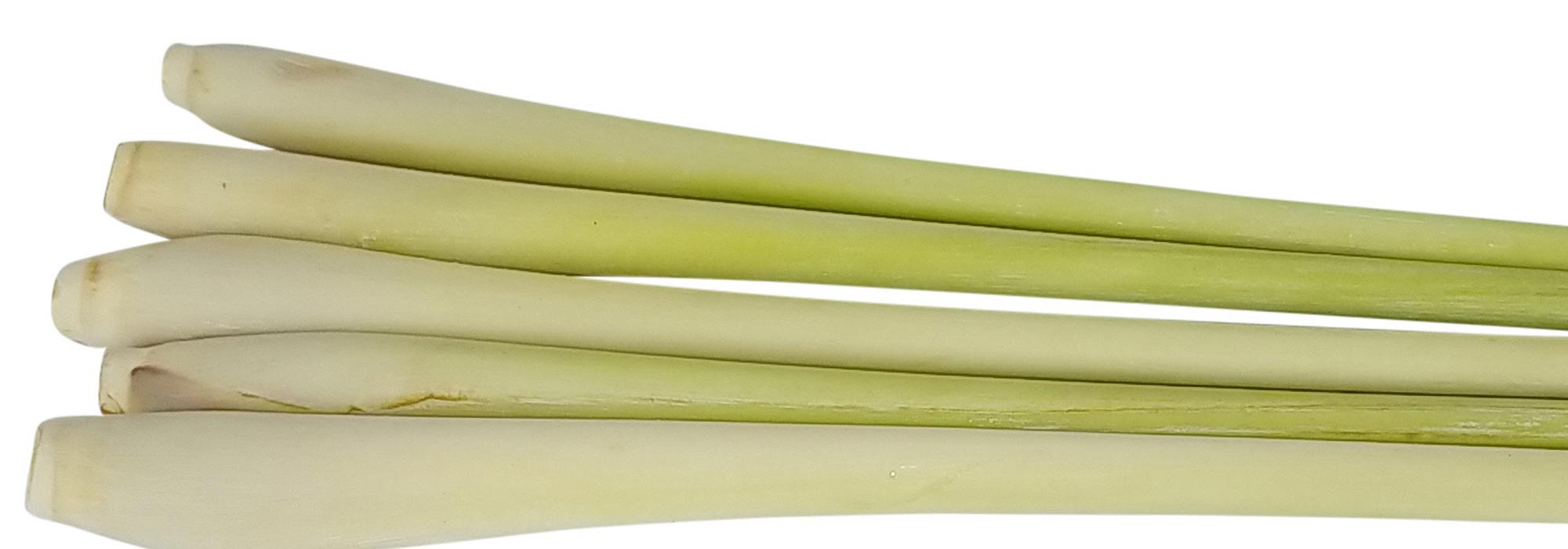 A erva-limão: sementeira, cultivo, colheita