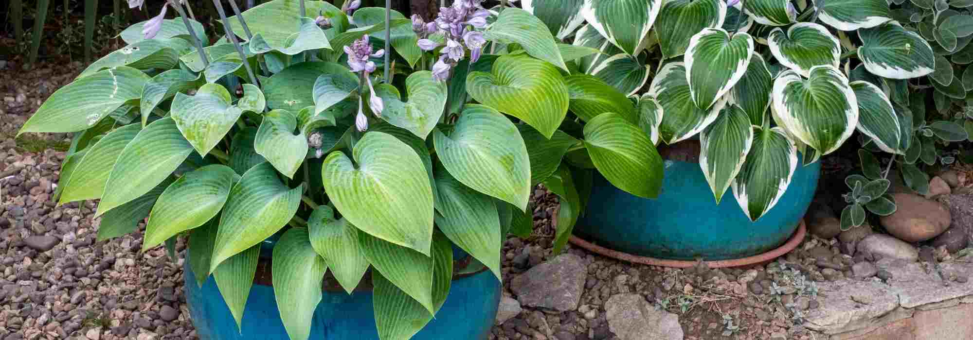 Cultivar hostas em vaso
