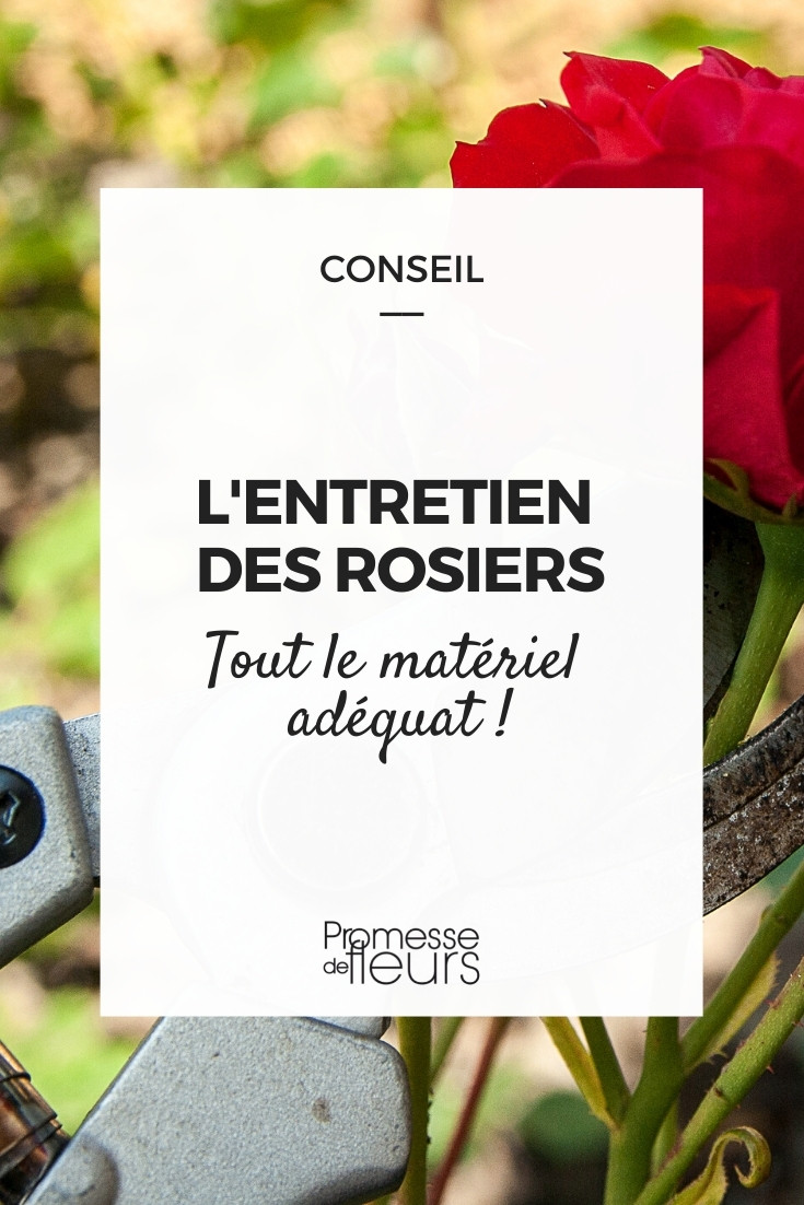 Que material usar para cuidar e podar as roseiras?