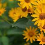 Heliopsis, Heliópside: plantação, cultivo e manutenção