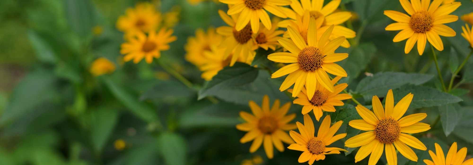 Heliopsis, Heliópside: plantação, cultivo e manutenção