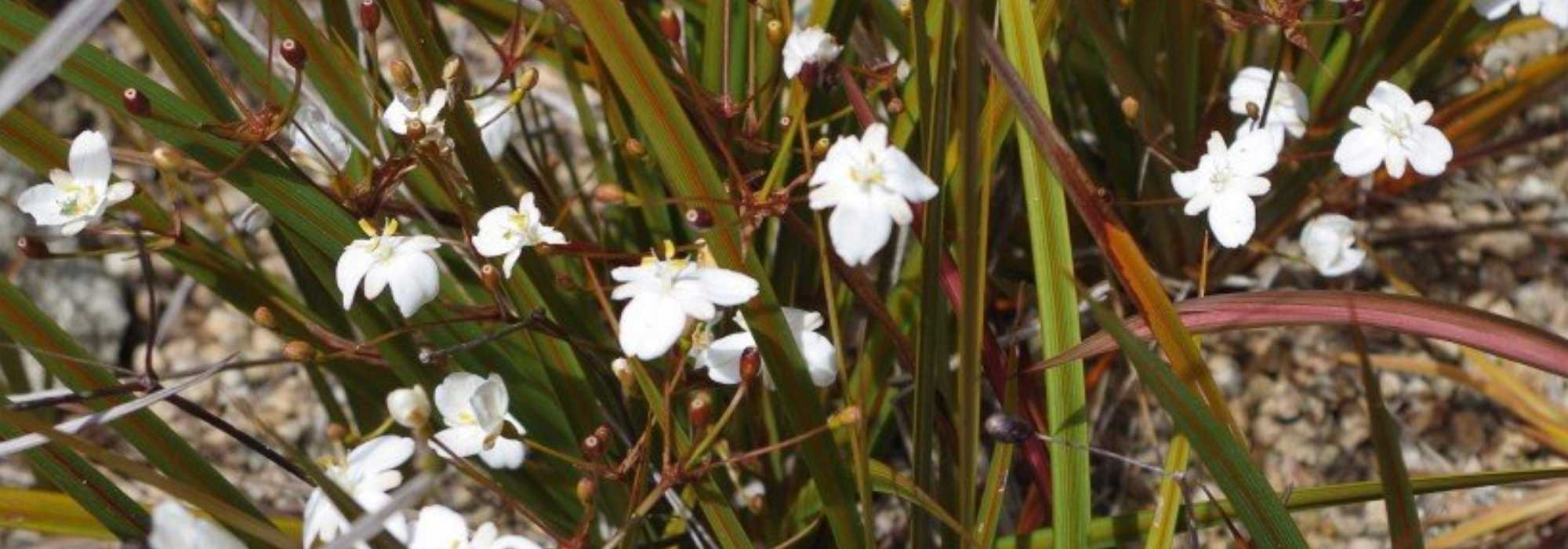 Libertia: plantar, cultivar
