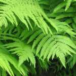Matteuccia: plantar, cultivar e cuidar