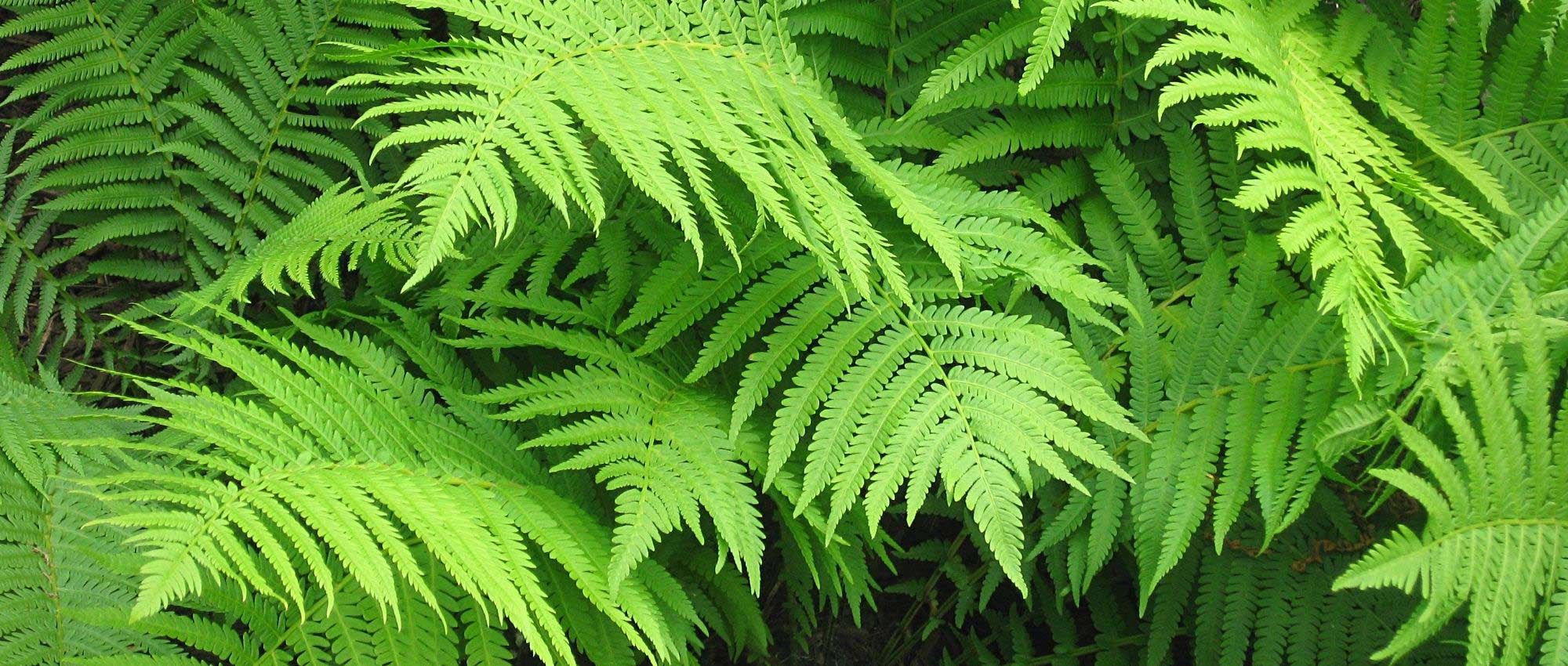 Matteuccia: plantar, cultivar e cuidar